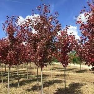 Acer rubrum 'Somerset'