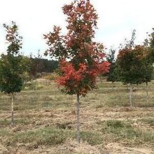 Acer saccharum 'Legacy'