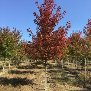 Acer x freemanii 'Autumn Blaze'