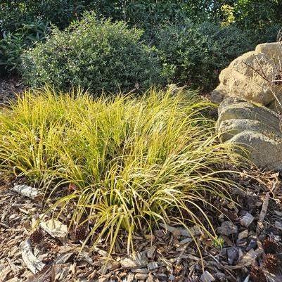 Acorus gramineus 'Ogon'