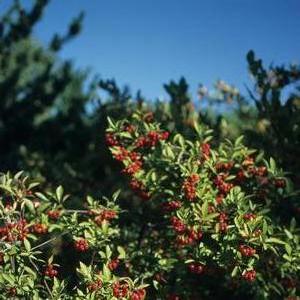 Aronia arbutifolia 'Brilliantissima'