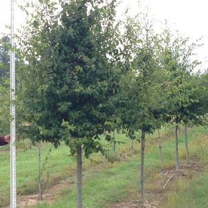 Carpinus caroliniana