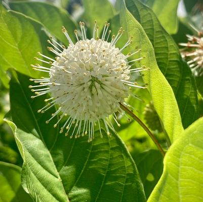 Cephalanthus occidentalis 'Sputnik'