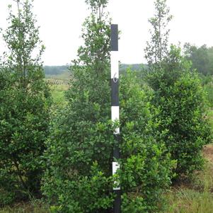 Ilex x attenuata 'Tinga'