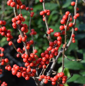 Ilex verticillata 'Winter Red'