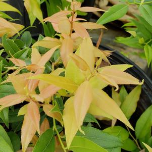 Leucothoe populifolia