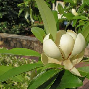 Magnolia virginiana 'Australis'