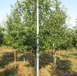 Nyssa sylvatica 'Wildfire'