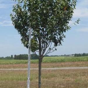 Amelanchier arborea 'Snowcloud'