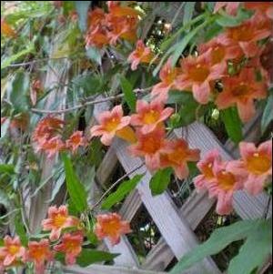 Bignonia capreolata 'Tangerine Beauty'