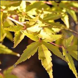Acer palmatum 'Wildfire'