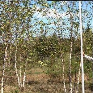 Betula nigra 'Dura Heat®'