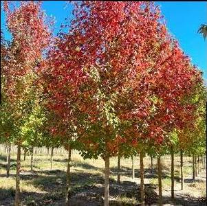 Acer buergerianum 'Aeryn®'