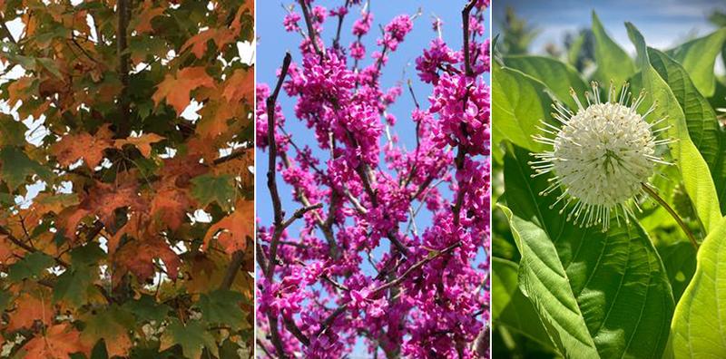 What are Native Plants?