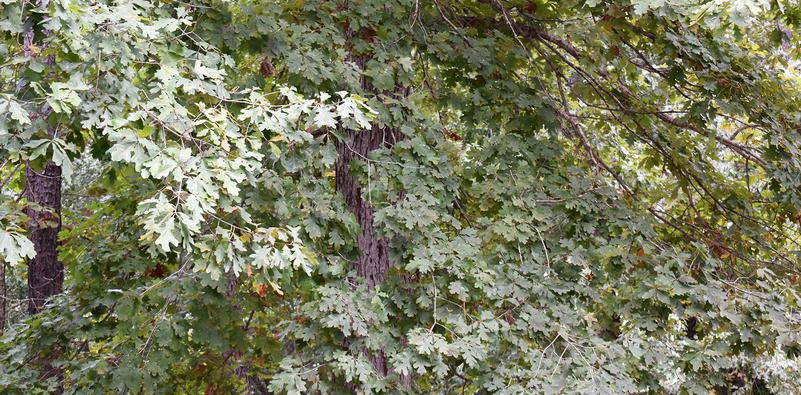 Oak Tree