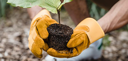 Fall is a Great Time to Plant