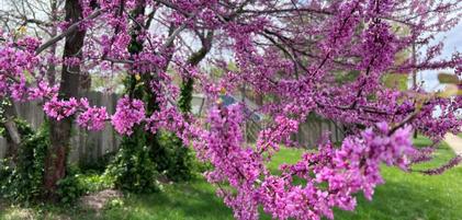 Best Bets for Small Flowering Native Trees