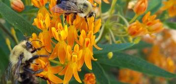 Planting for Pollinators