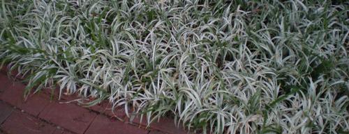 Ground Cover