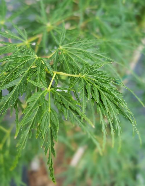 Acer palmatum 'Seiryu' - Green Dragon Japanese Maple