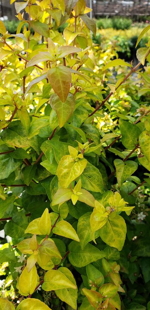 Abelia x grandiflora 'Canyon Creek'