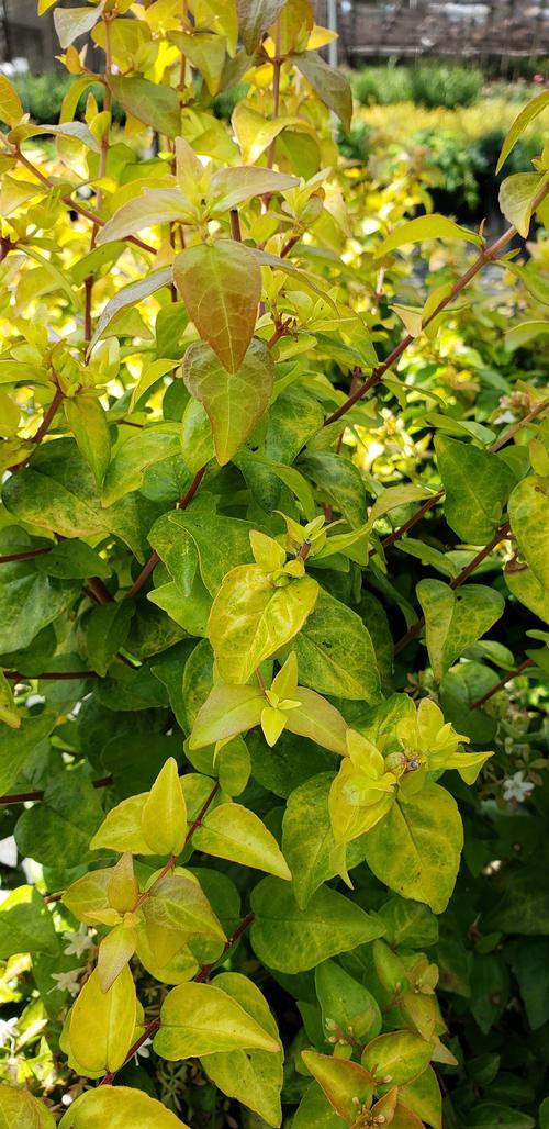 Abelia x grandiflora 'Canyon Creek' (Canyon Creek Abelia)