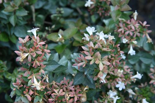 Abelia x grandiflora 'Rose Creek' (Rose Creek Glossy Abelia)