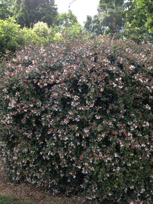Abelia x grandiflora 