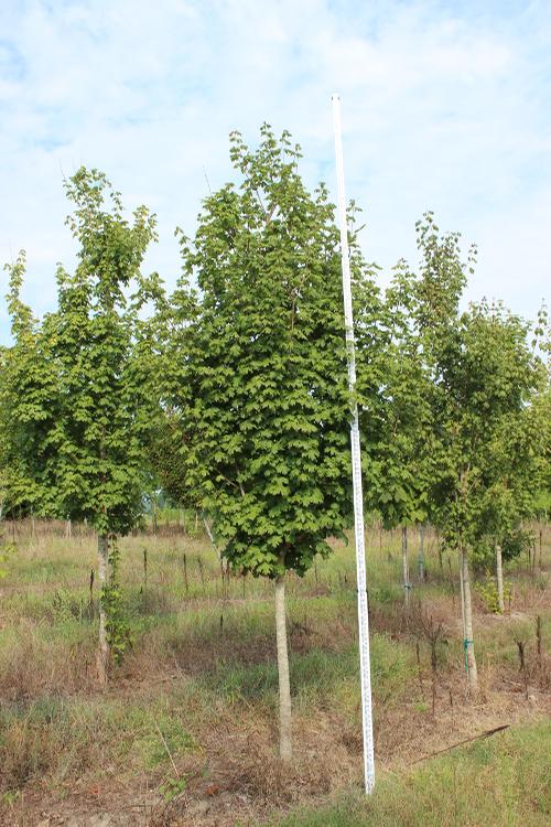 Acer floridanum 
