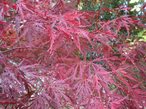 Acer palmatum var. dissectum 'Orangeola'