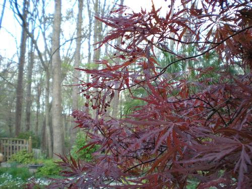 Acer palmatum var. dissectum 'Tamukeyama'