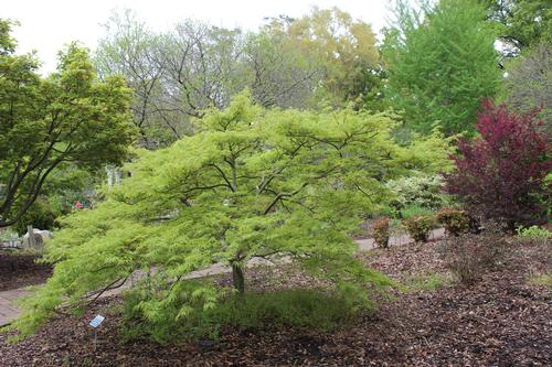Acer palmatum var. dissectum 'Viridis'