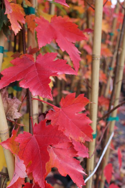 Acer rubrum 'Brandywine'