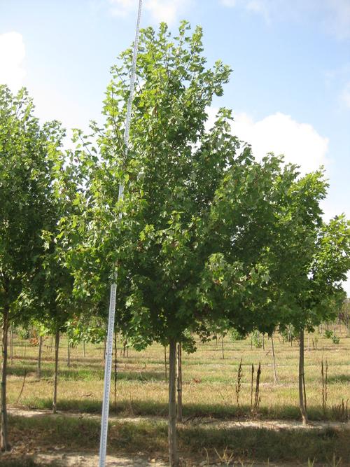 Acer rubrum 'Redpointe' (Redpointe Red Maple)