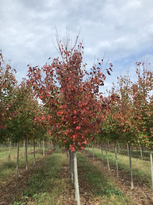 Acer rubrum 'Red Sunset' (Red Sunset Maple)
