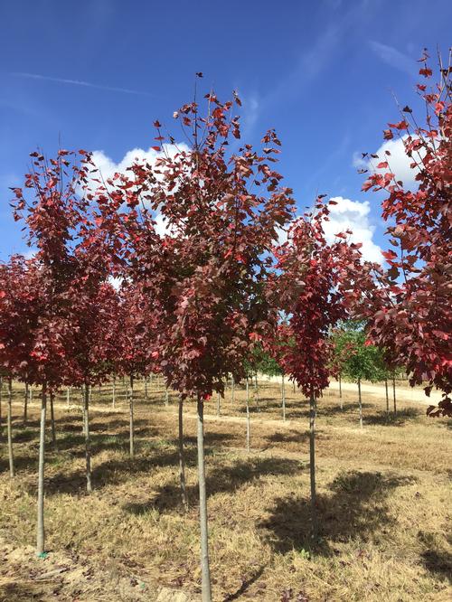 Acer rubrum 'Somerset' (Somerset Maple)