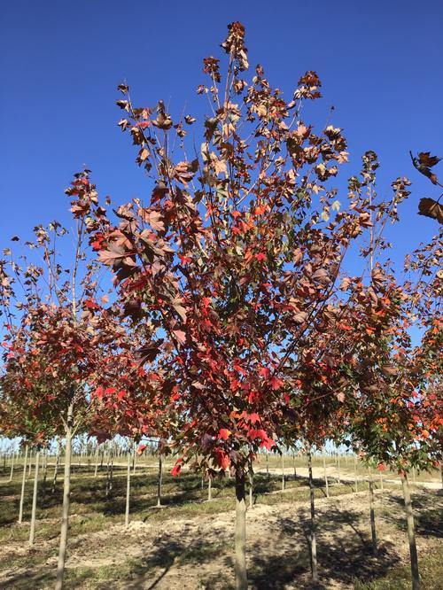 Acer rubrum 'Sun Valley' (Sun Valley Maple)