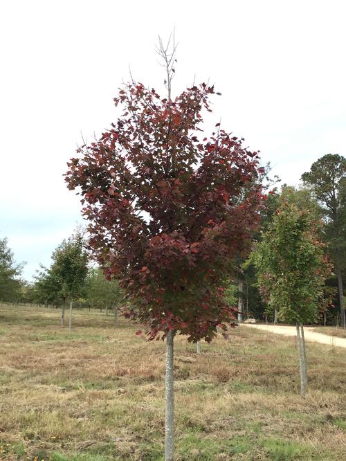 Acer rubrum 'October Glory' (October Glory Maple) 