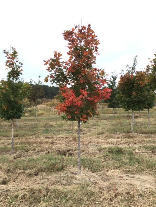 Acer saccharum 'Legacy' (Legacy Sugar Maple)