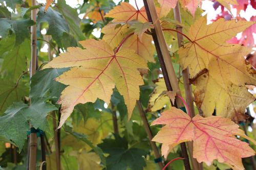 Acer x freemanii 'Armstrong'
