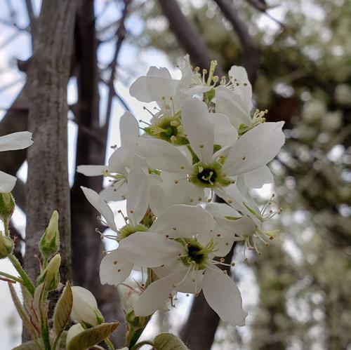 Amelanchier laevis (Alleghany Serviceberry)