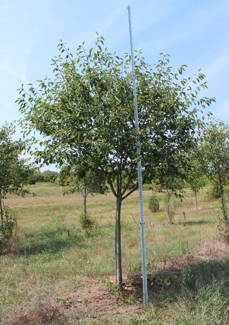 Amelanchier x grandiflora 'Autumn Brilliance'