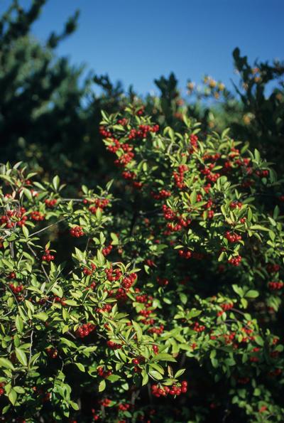 Aronia arbutifolia 'Brilliantissima'