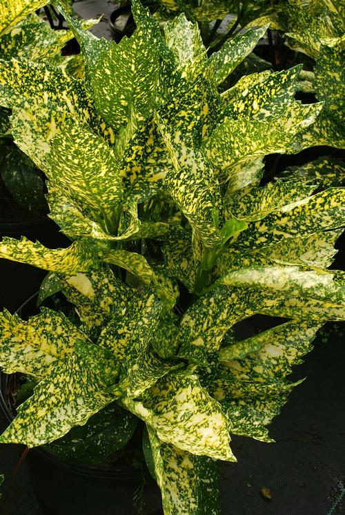 Aucuba japonica 'Crotonifolia'