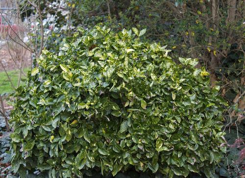 Aucuba japonica 'Variegata Nana' (Dwarf Variegated Aucuba)