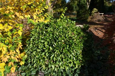 Aucuba japonica 'Green'