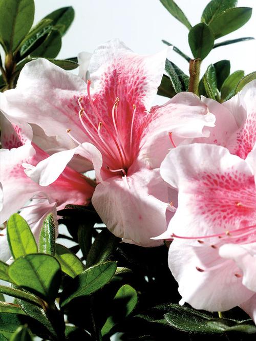Rhododendron Autumn Chiffon™ Encore(R) Azalea ('Robled' PP#15862)