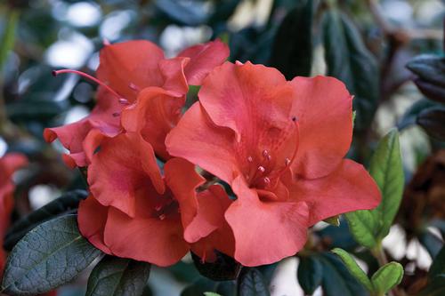 Azalea x 'Autumn Embers' (Autumn Embers Azalea)