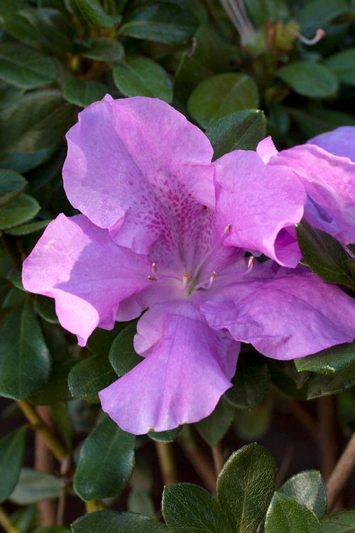 Azalea Encore 'Autumn Lilac'™