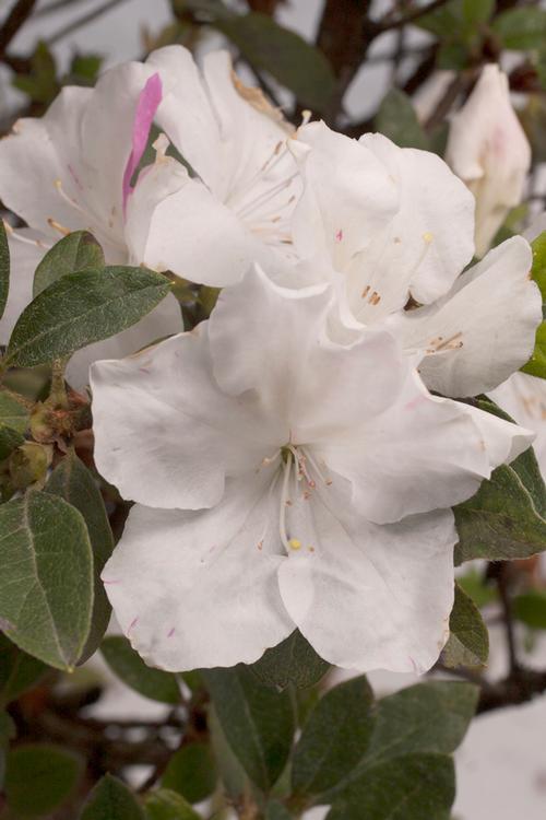 Azalea Encore® Autumn Lily®